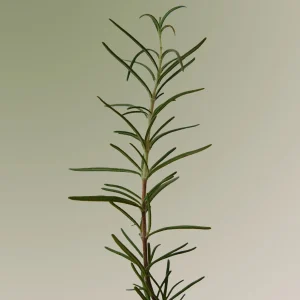 aromatica-rosemary-scalp-scaling-shampoo-pic-3