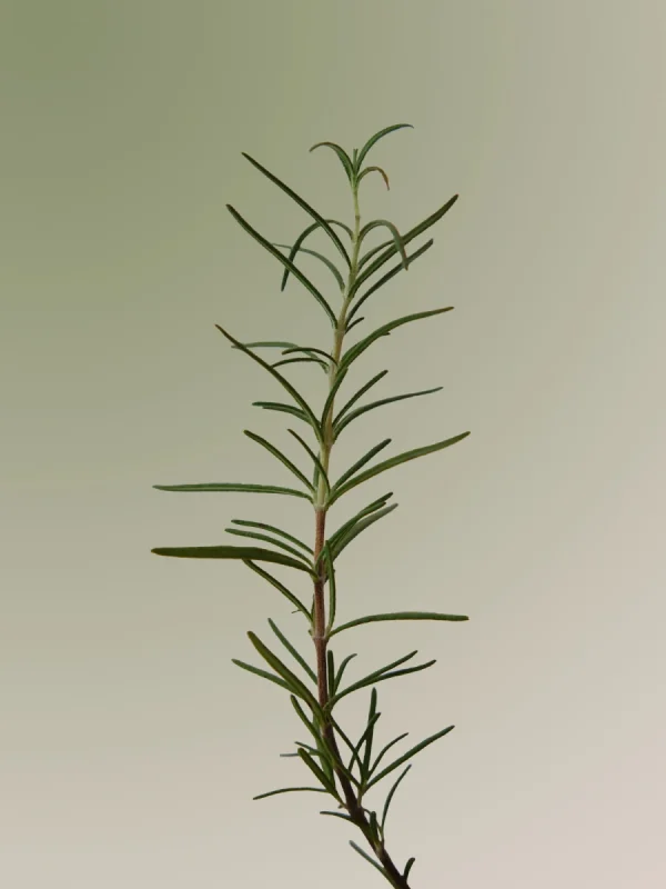 aromatica-rosemary-scalp-scaling-shampoo-pic-3